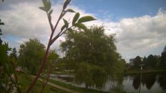 Rosarium Webcam