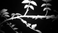 Rosarium Webcam