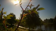 Rosarium Webcam