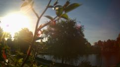Rosarium Webcam