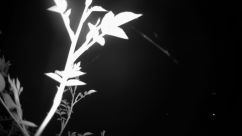 Rosarium Webcam