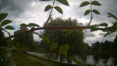 Rosarium Webcam