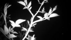 Rosarium Webcam