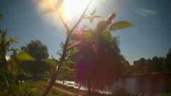 Rosarium Webcam