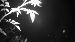 Rosarium Webcam