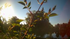 Rosarium Webcam