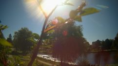 Rosarium Webcam
