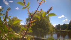 Rosarium Webcam
