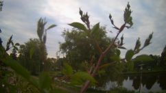 Rosarium Webcam
