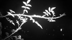 Rosarium Webcam
