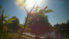 Rosarium Webcam