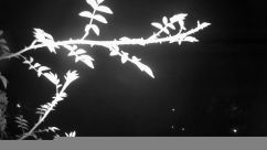 Rosarium Webcam
