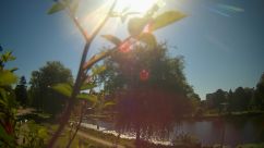 Rosarium Webcam