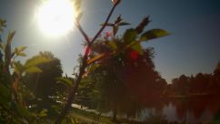 Rosarium Webcam