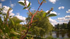 Rosarium Webcam