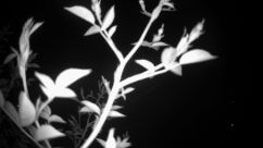 Rosarium Webcam