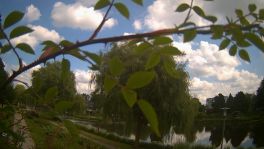 Rosarium Webcam