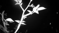 Rosarium Webcam