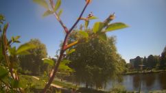Rosarium Webcam