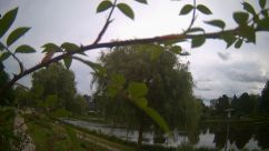 Rosarium Webcam