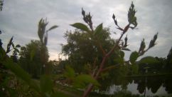 Rosarium Webcam