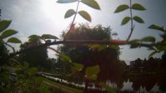 Rosarium Webcam