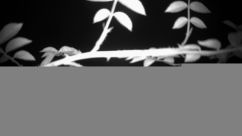 Rosarium Webcam