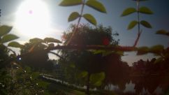 Rosarium Webcam