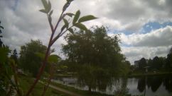 Rosarium Webcam