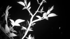 Rosarium Webcam