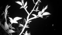 Rosarium Webcam